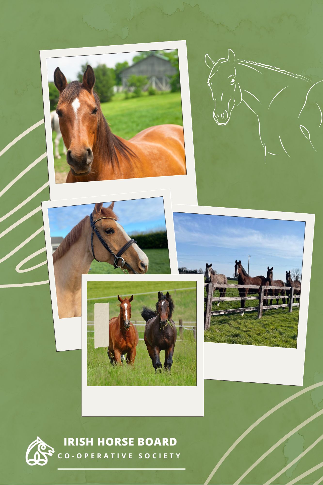 Irish Horse Board