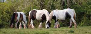 Irish Cob - Irish Horse Board Co-Operative Society