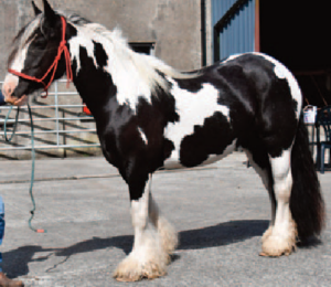 Irish Cob - Irish Horse Board Co-Operative Society